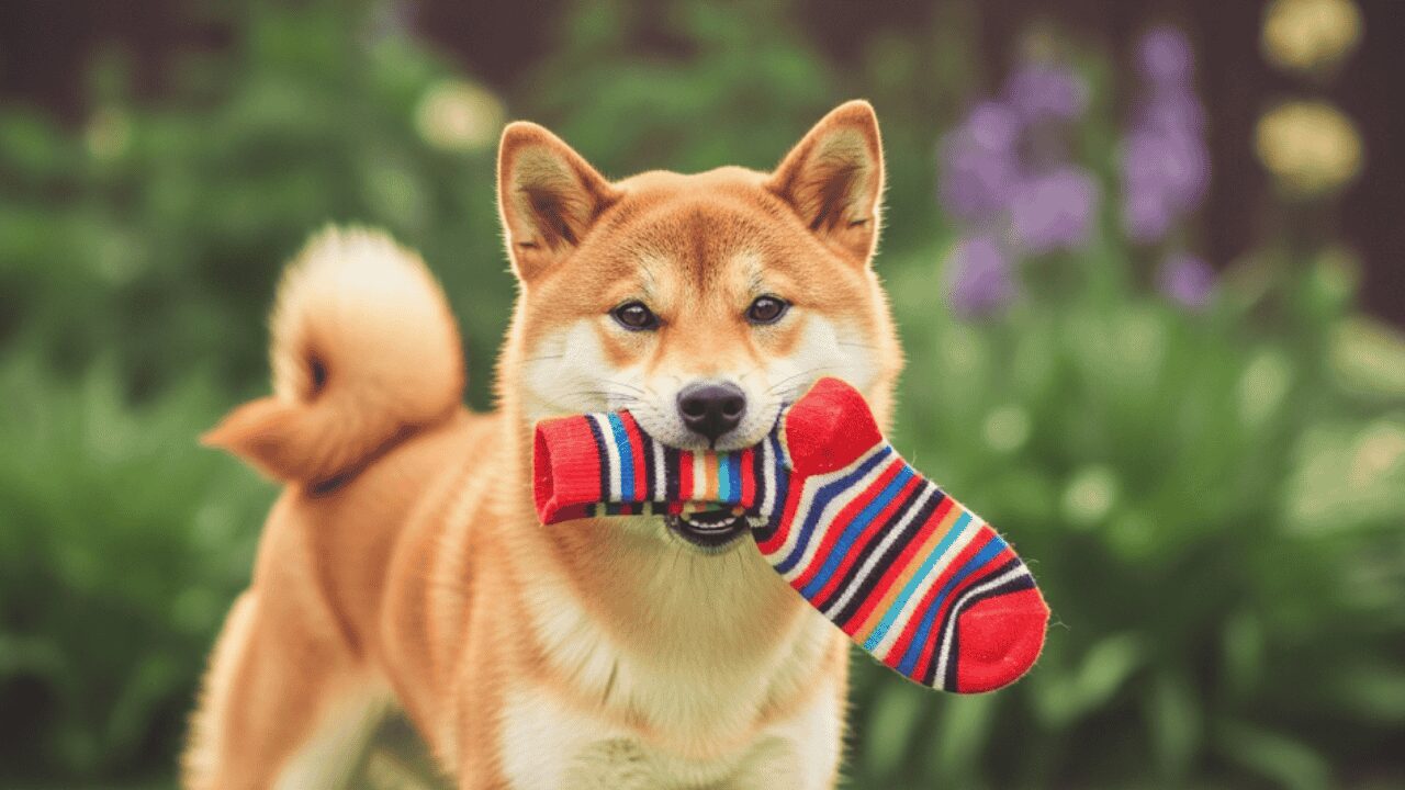 犬が靴下をくわえている